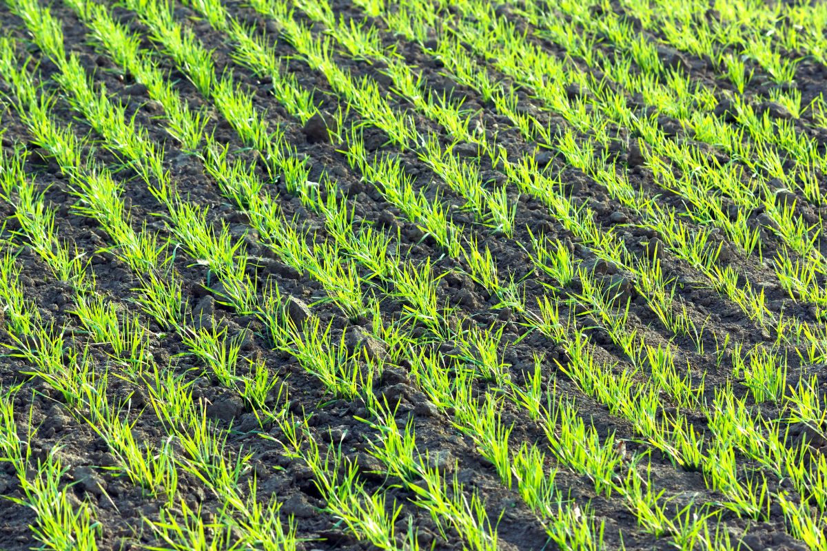 grains 2025.jpg